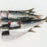 SARDINE frisch ohne Kopf